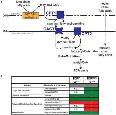 Medium-Chain Fatty Acids, Beta-Hydroxybutyric Acid and Genetic Modulation of the Carnitine Shuttle Are Protective in a Drosophila Model of ALS Based on TDP-43